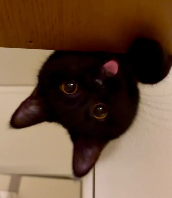 Minnie the cat